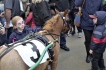 Mini horses up close
