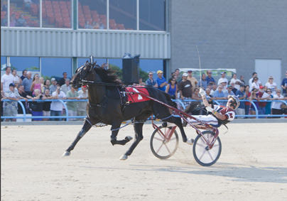 Aracache Hanover