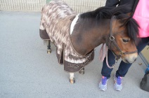 Mini horse 3